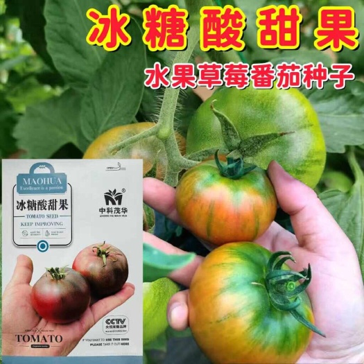 冰糖酸甜果水果番茄西红柿种子口感型豫艺酸甜果739番茄种子