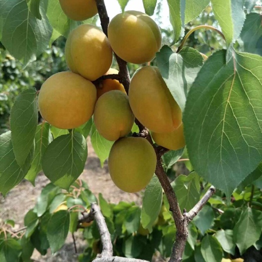 沁阳市金太阳杏