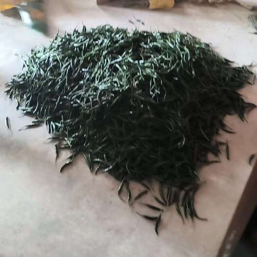 天等县朝天椒