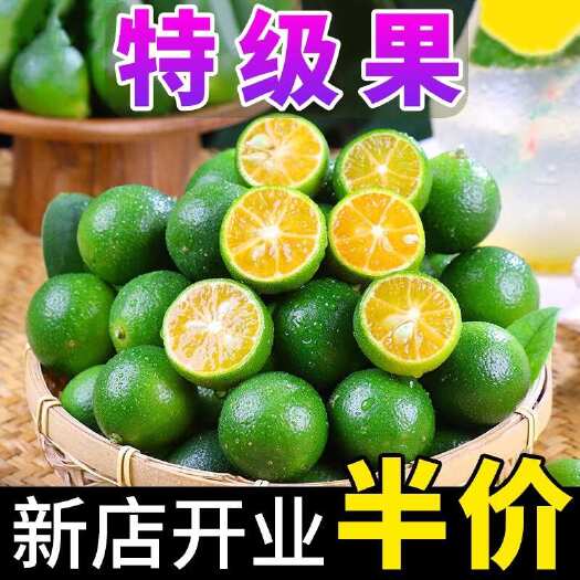 文昌市【源头】海南青金桔酸橘子奶茶店专用精品果市场果