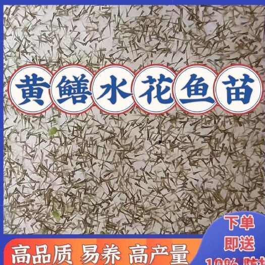 南昌县黄鳝水花鱼苗，包邮