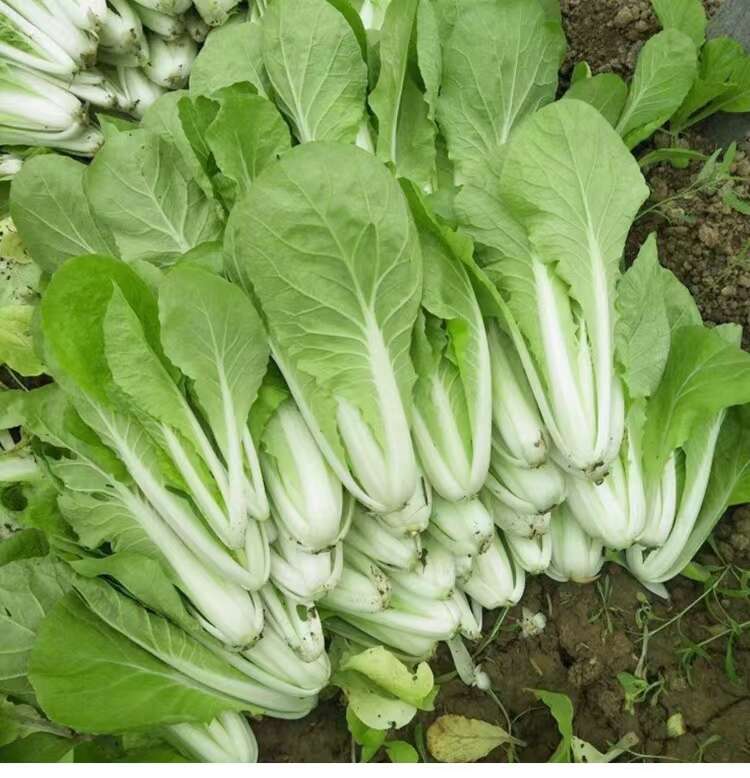 北海道一号快菜种子耐热耐湿北海道二号快菜种子速生奶油白菜种子