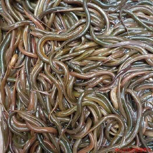 佛山黄鳝苗，有小苗，中苗，大苗，包邮！
