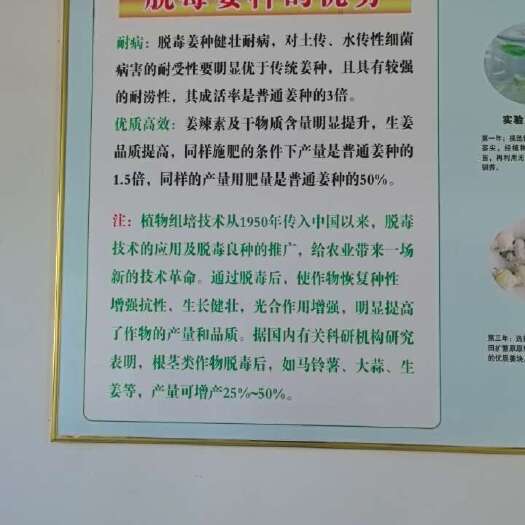 昌邑市脱毒姜原原种