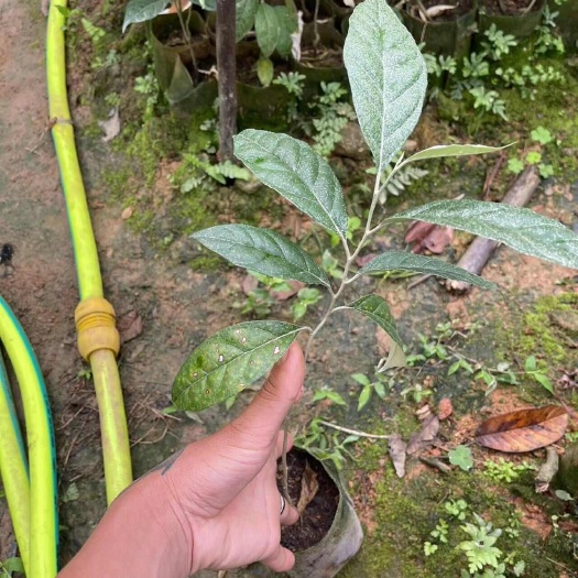 河口县羊奶果苗