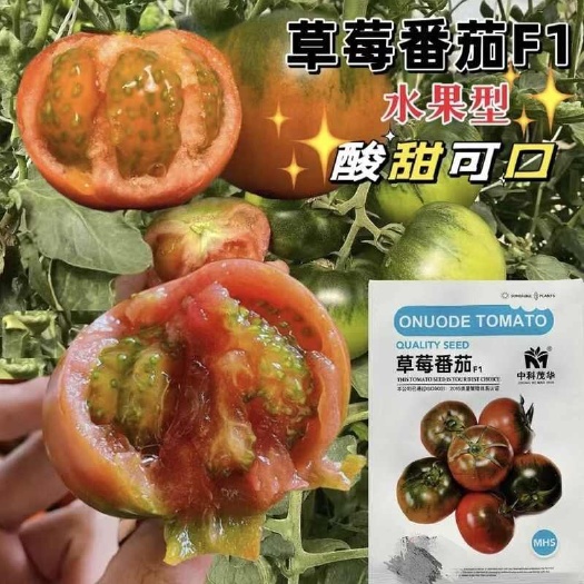 中科华茂早熟耐低温草莓番茄种子 金奥202番茄种子西红柿种子