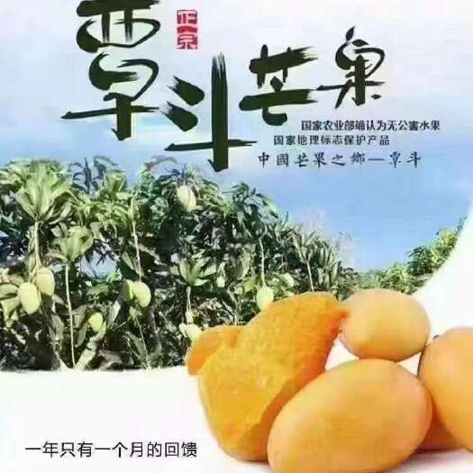 雷州市湛江大台