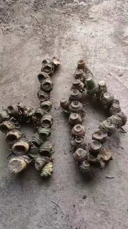 陆河县黄精