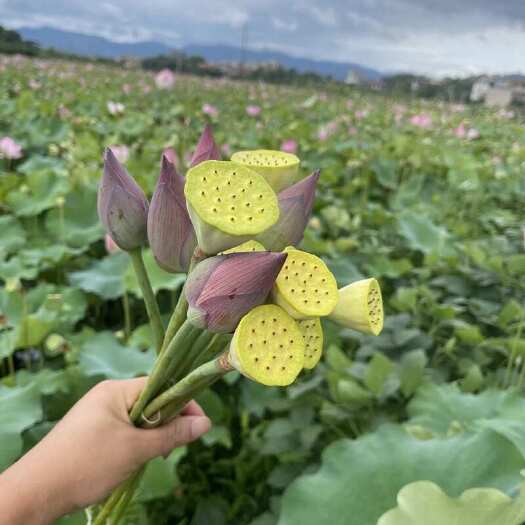祁阳市2025荷花苞莲花鲜切花食用泡茶供佛观赏真鲜花莲蓬花现发