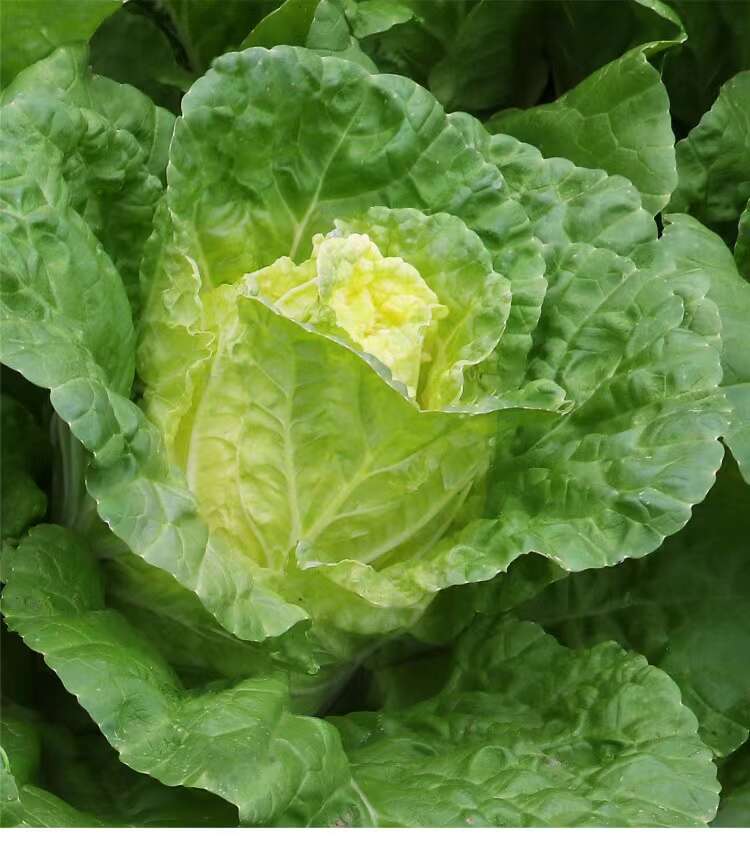 北海道一号快菜种子耐热耐湿北海道二号快菜种子速生奶油白菜种子