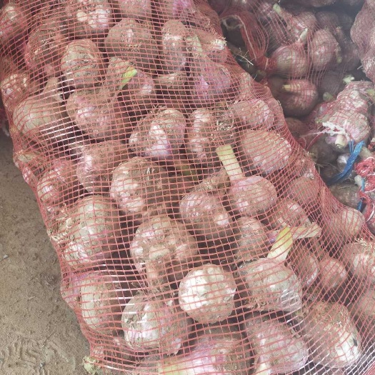 尉氏县河南大蒜鲜蒜大量上市