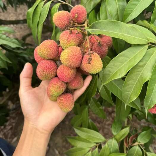 澄迈县海南妃子笑少量上市