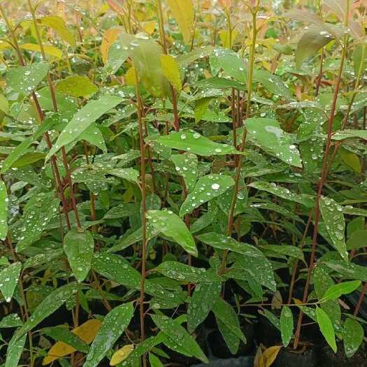 百色泥炭杯椰碳杯高品质桉树苗尤加利树9号桉树26，29桉树