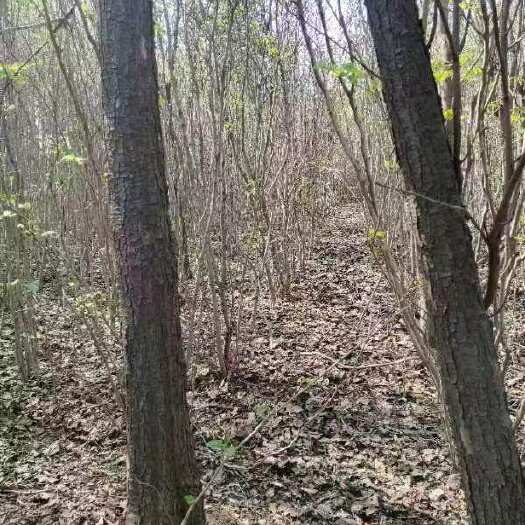 郑州丝绵木
