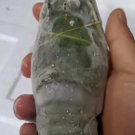 北海越南小青龙 冻品