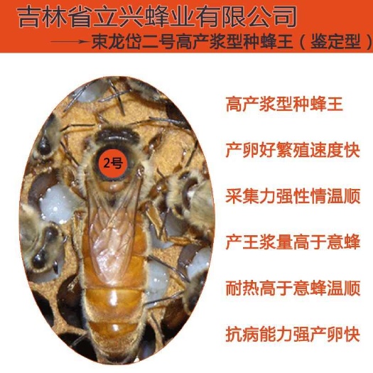 意大利蜜蜂 意蜂王（分享退款，免费用王）