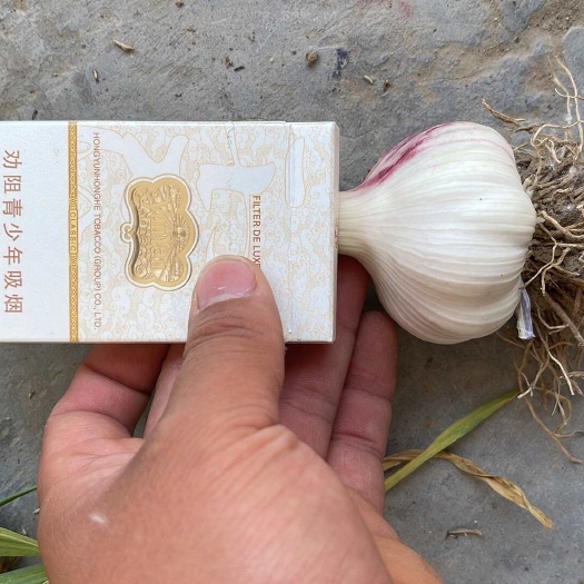 杞县大蒜河南开封新鲜紫皮大蒜，于代收购加工储存为一体的综合性公司
