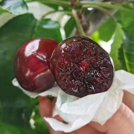 汉源县车厘子/樱桃