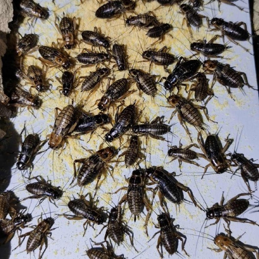 双斑油葫芦，冷冻，蟋蟀卵