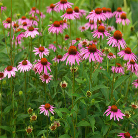 松果菊 紫松果菊 松果菊种植基地