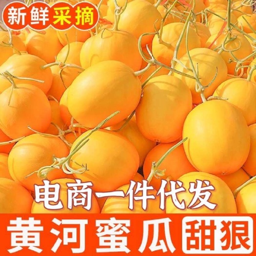 头茬现摘黄河蜜瓜黄金瓜金红宝甜瓜电商一件代发包邮包售后