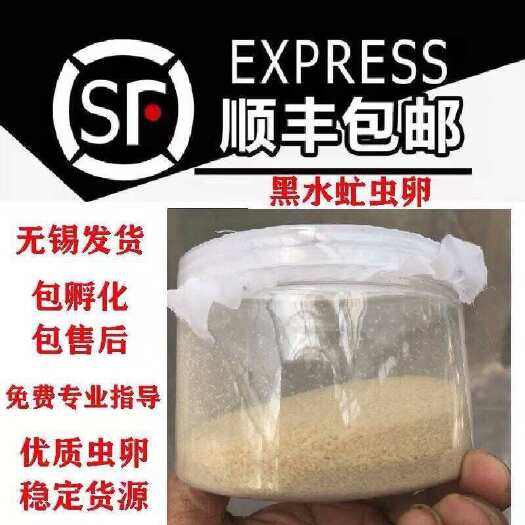 江阴市黑水虻虫卵批发，量大从优