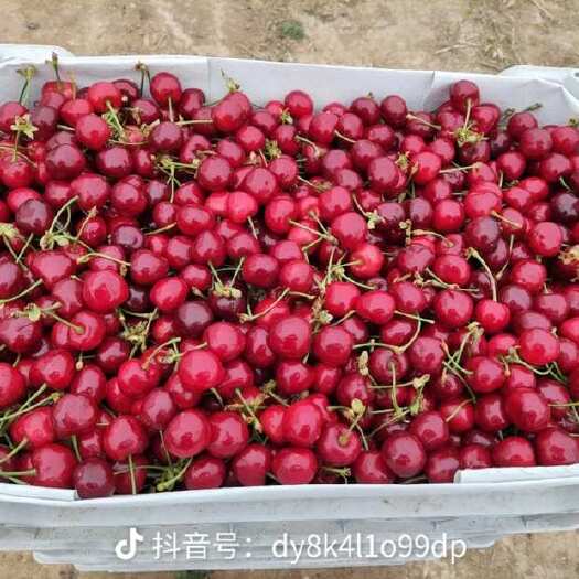 合阳县车厘子/樱桃