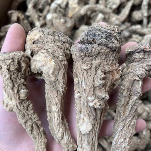 昆明云南丽江当归