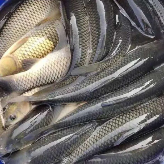 鄂州草鱼