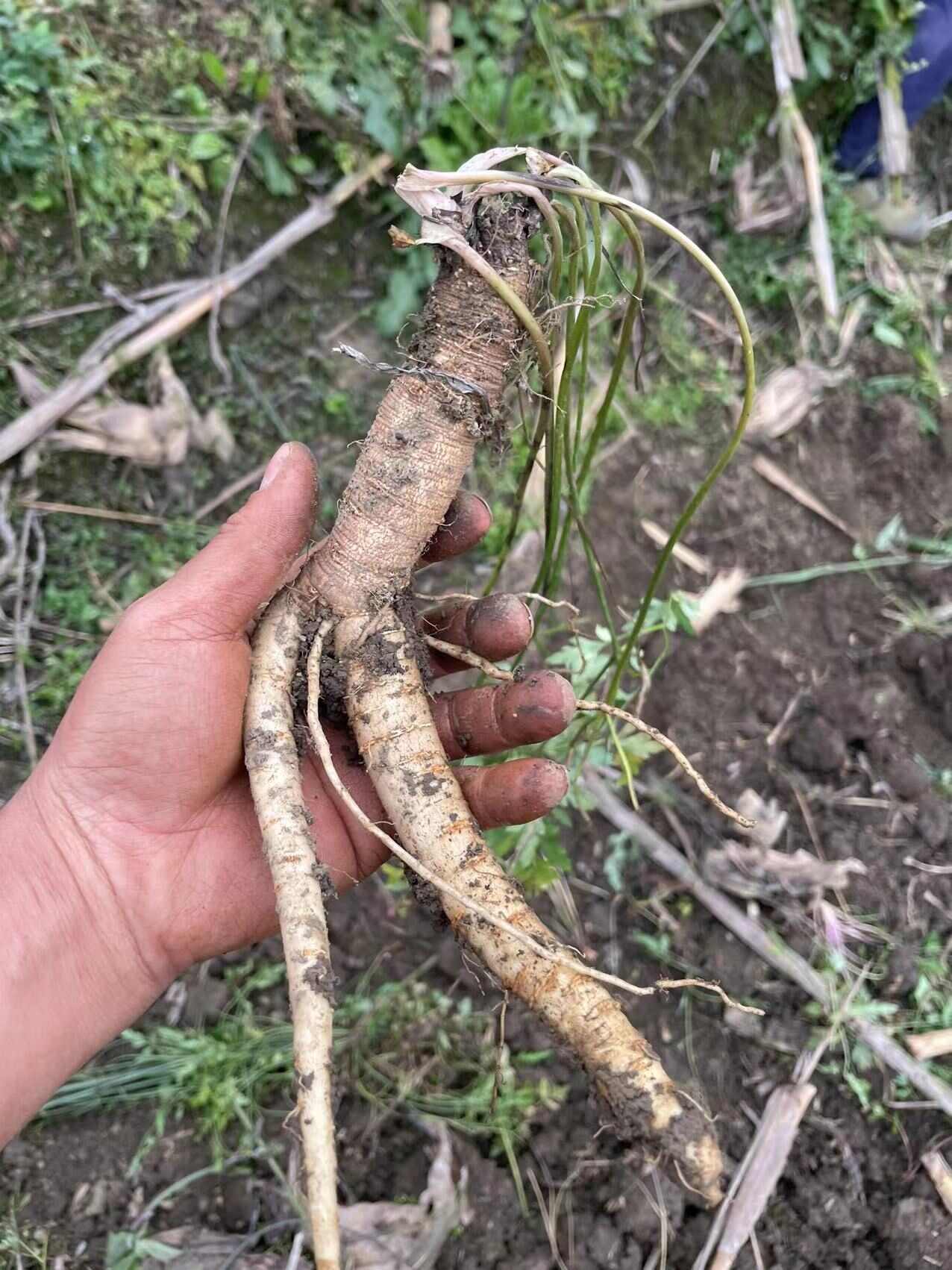 川明参（简称沙参）自己基地种植，种植杜绝化学种植。