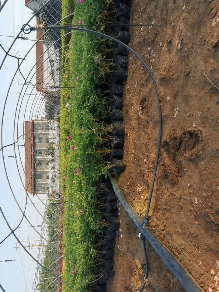 四季玫瑰