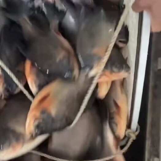 长沙县红鲳鱼