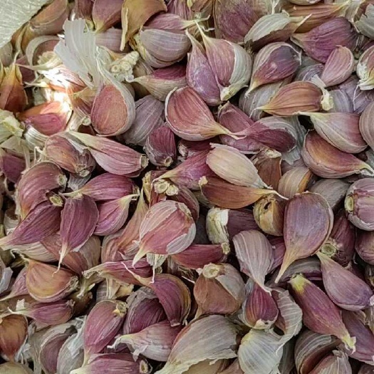 金乡县蒜苗种子，红根蒜苗种子，大青棵蒜种！杂交蒜种！
