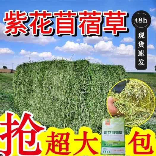 酒泉苜蓿草饲料