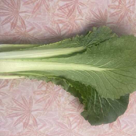 邯郸新鲜小白菜