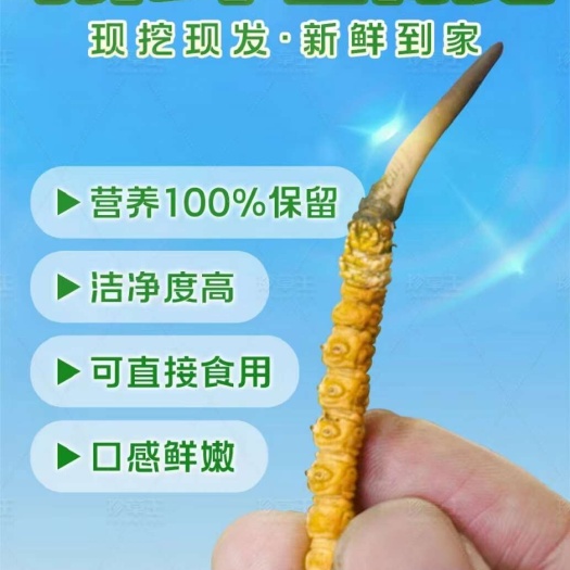 比如县鲜草有售提前预订大量有货当天发货全国各地均可供货
