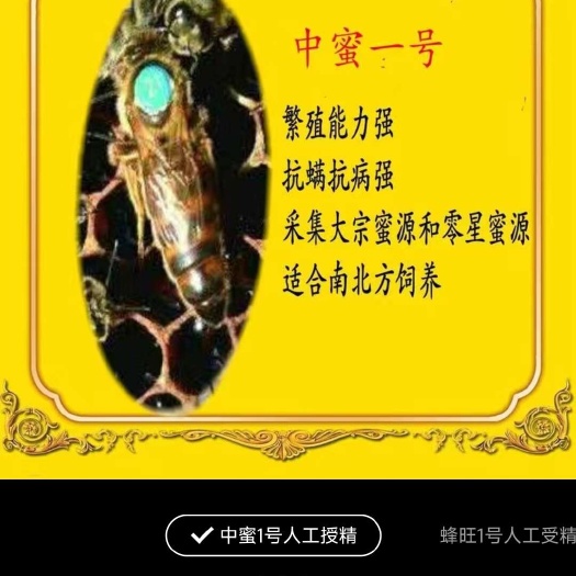 意大利蜜蜂 意蜂王（分享退款，免费用王）