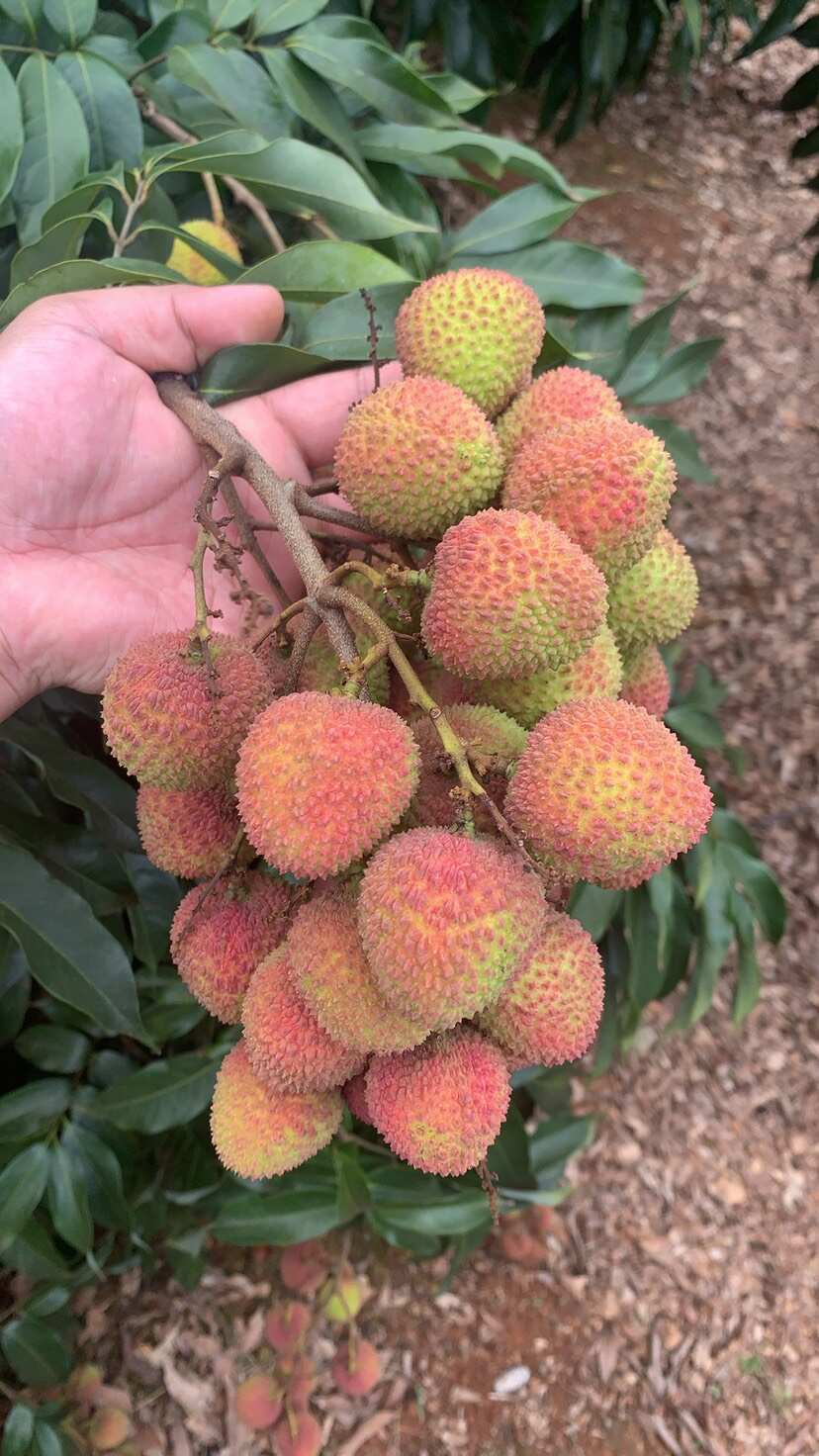 实力代办，3之一红，黄底往上，有老板需要联系