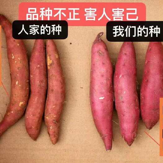 都昌县可包回收，天目山小香薯苗 基地直发（无中间商）