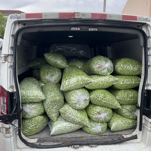 南通25年新货新鲜青皮蚕豆籽
