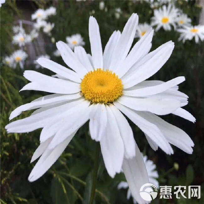 大滨菊