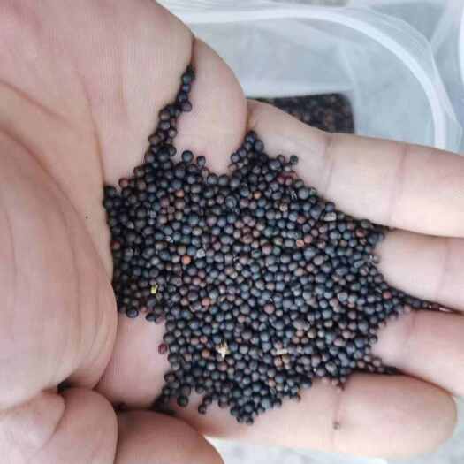 公安县油菜籽  含油46以上油色金黄，油味清香，高介酸