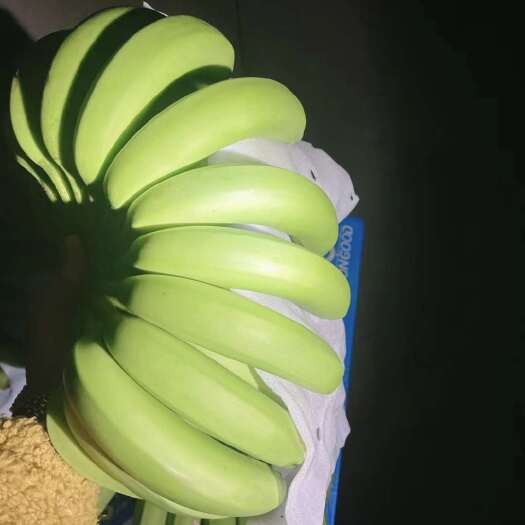 上海精品青蕉到货，果面干净，品质邦邦硬，保质保量，支持现场验货