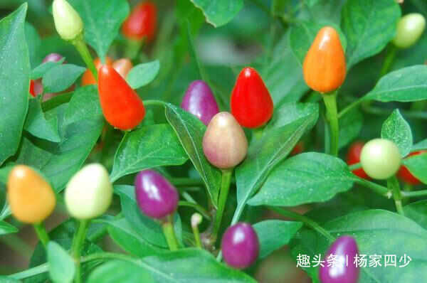 南宁彩椒