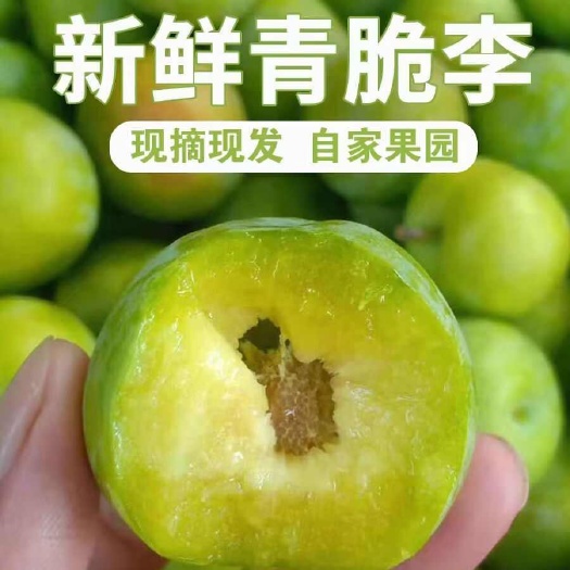 镇宁县【现摘脆爽】四川清脆脱骨李子十斤装孕妇新鲜水果天然优惠批发