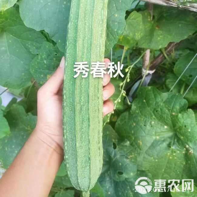 秀春秋大肉花点丝瓜种子耐热耐寒早熟口感清甜丝瓜种子基地抗病