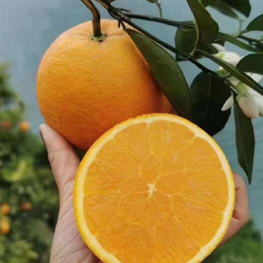 宜昌宜昌夏橙，个大皮薄，汁水充足，囗感细腻，纯甜无酸，产地直发