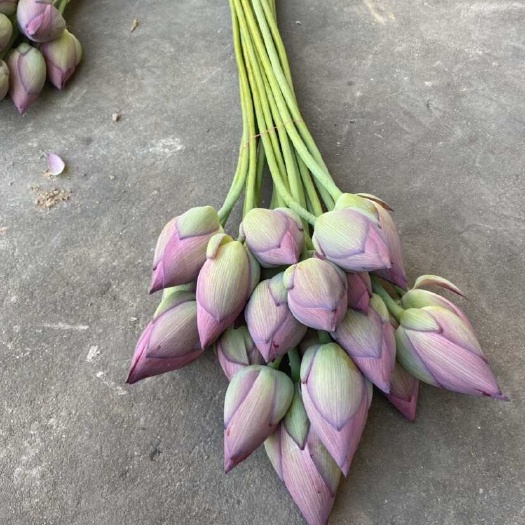 祁东县荷花   现货
