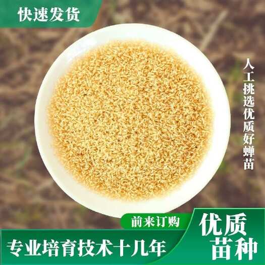 成武县金蝉
