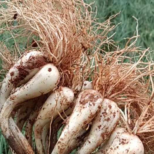 藠头牛腿藠生米藠鸡腿藠大量供货藠头种子江西黄土地种植产地一手